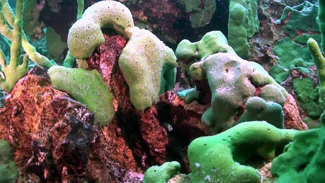 Close-up underwater endemic green sea sponge Porifera at bottom of Lake Baikal.