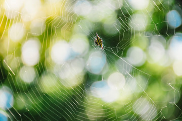 Spider web and natural bokeh background.
