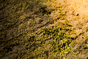 Moss on the rock in the morning at Phukradueng National Park, Loei.