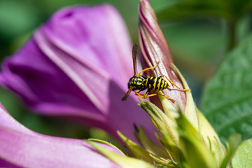 wasp sitting of a bud of a blue morning glory