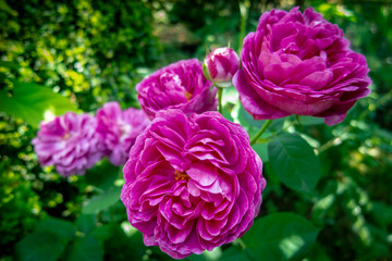 The luxurious purple heads of a beautiful Rose de Rescht against the background of a blurred green garden. Natural sunlight. Selective focus. Lyric motif for design.