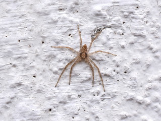 Philodromus spider sitting on a white wall