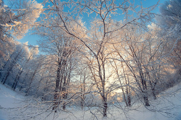 beautiful winter landscape, snowy forest on a sunny day, fish eye distortion, tall snowy trees with a blue sky