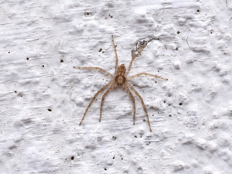 Philodromus spider sitting on a white wall