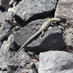 The Tenerife lizard Gallotia galloti young specimen skin replacement