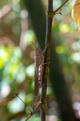 grasshopper on branch isolated from background