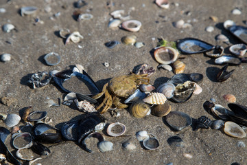 Crabs on a sand beach with shells