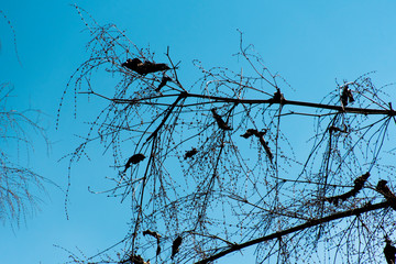 Silhouette bamboo on the morning at forest and sky beautiful.