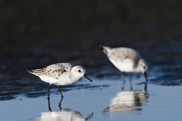 ミユビシギ(Sanderling)