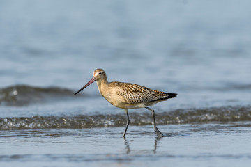 オオソリハシシギ(bar-tailed godwit)