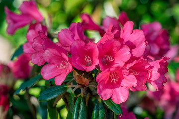 Group of pink rhododendron flowers in sunshine