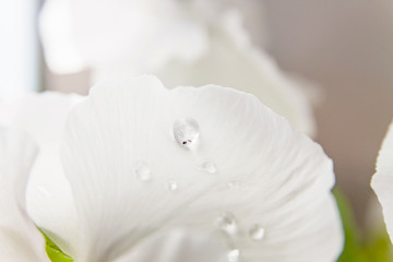 White water drop on bright petal