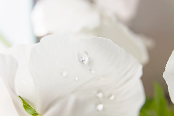 White water drop on bright petal
