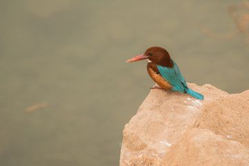 White-breasted Kingfisher / White-throated kingfisher / Halcyon smyrnensis