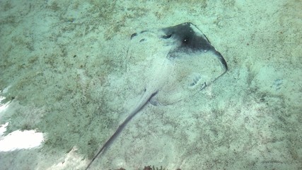 a skate hiding in sand