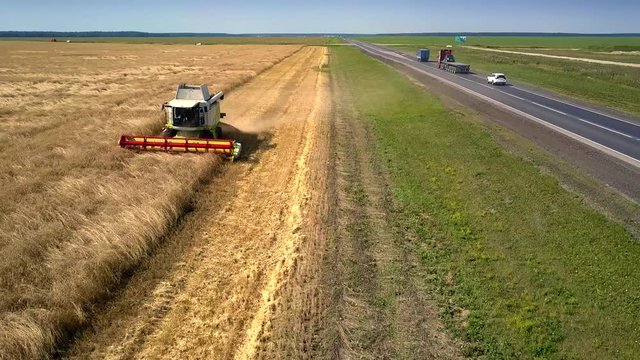 combine harvests wheat on gold field near asphalt road