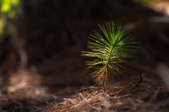 Pine seedlings in the shade of large early growth of tree.