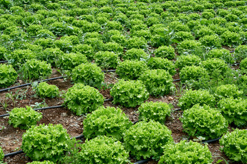 Fototapeta na wymiar organic seedling or sapling lettuces in the field, lettuce cultivation, green leaves