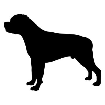 Dog Rottweiler Breed. Silhouette