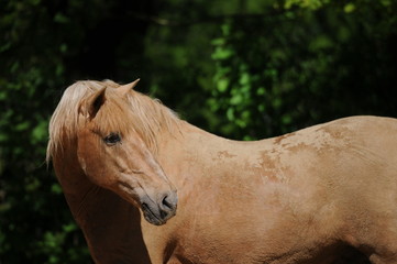 Stallion portrait 