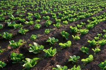 Fototapeta na wymiar organic seedling or sapling lettuces in the field, lettuce cultivation, green leaves