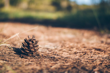 Dry pine on dry grass.