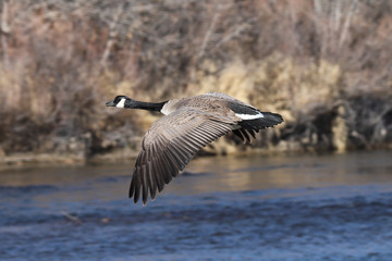 goose in flight