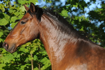 Horse portrait