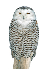 Snowy Owl sitting on wooden post, on white background. ( Nyctea scandiaca )