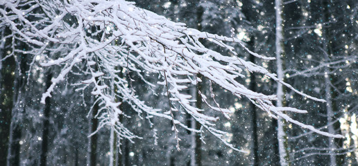 Snowfall in winter forest. Nature background with snow.