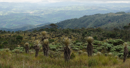 Fototapeta na wymiar Landscape of the Colombian paramo. Espeletia plants.