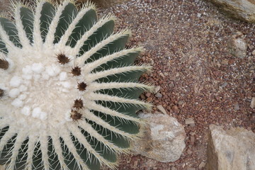 Beautiful close-up green cactus in desert.
