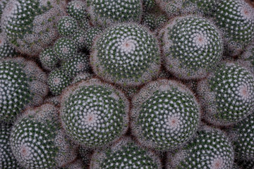 Beautiful close-up green cactus in desert.