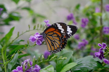 Close-up butterfly on flower in garden; Common tiger butterfly , Monarch butterfly.