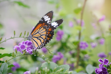 Close-up butterfly on flower in garden; Common tiger butterfly , Monarch butterfly.