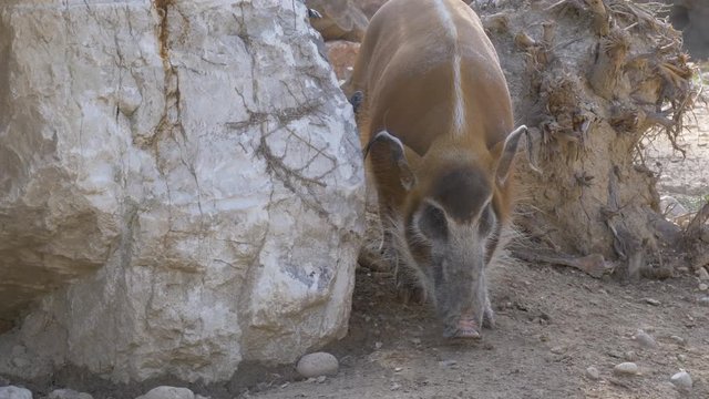 A Bushpig sniffing the ground