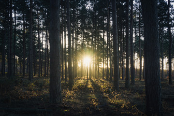 Obraz premium Sunrise in the forest. Early morning light in woodlands