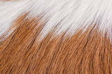 Texture of a Cow fur