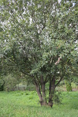 Fototapeta na wymiar blooming apple tree in spring