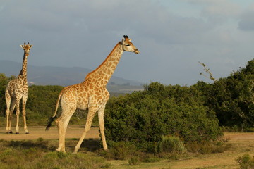 Two giraffes walking in the African bush at sunset.
