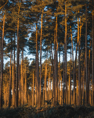 Sunrise in the forest. Early morning light in woodlands