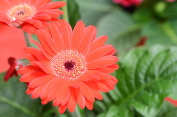 Beautiful red gerbera daisy