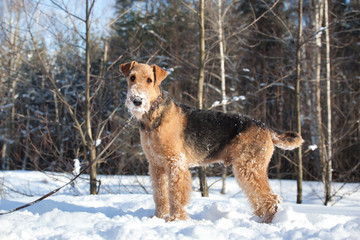 Dog  breed Airedale Terrier  standing in the snow in the sunny winter park