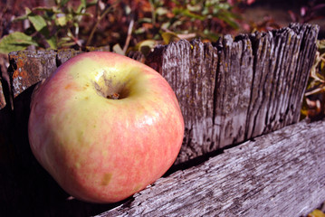 Ripe yellow-pink apples on old gray wooden background, top view