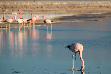 Andean flamingo foraging in a lake in Salar de Atacama, Chile