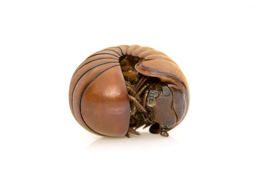 Image of pill millipede(Oniscomorpha) isolated on a white background. Glomerida. Insect. Animal.