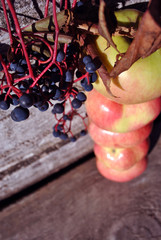 Wild grapes branch with ripe berries and apples standing vertical row on old gray wooden planks background, top view
