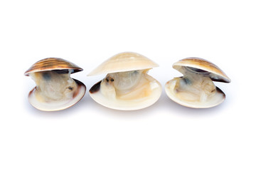 Image of Fresh enamel venus shell (Meretrix lyrata) isolated on white background,. Meretrix shell...