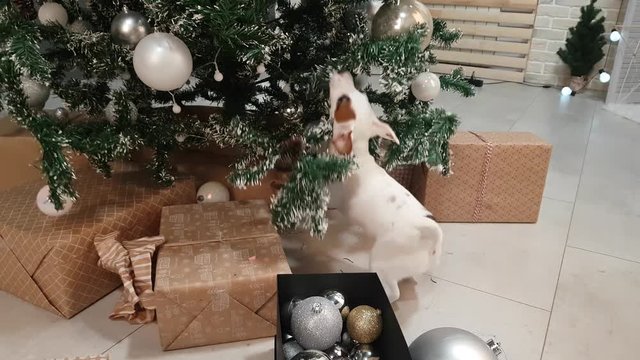 Small terrier puppy explore gifts under christmas tree.