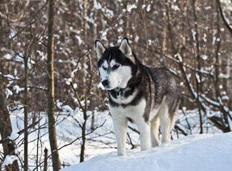 Dog breed Siberian Husky  in sunny winter forest